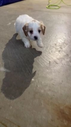 Cockapoo dogs for sale: Ace - Video 5