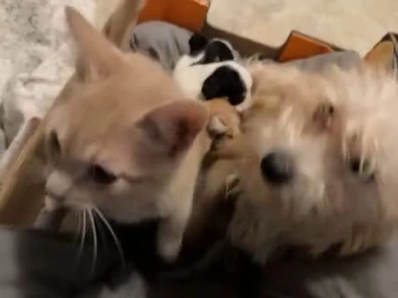 Mixed Breed dogs for sale: Mucho - Video 1