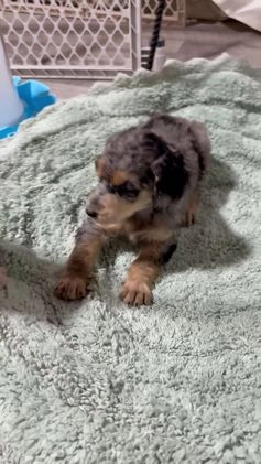 Standard Poodle dogs for sale: Standard Poodle Puppy 2 Luke aka lucus - Video 1