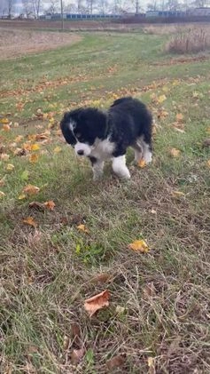 Mixed Breed dogs for sale: Cammy - Video 2