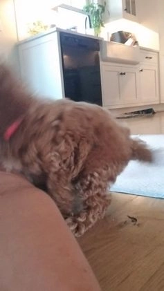 Cavapoo dogs for sale: Maggie - Video 1