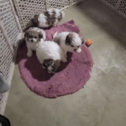 Mixed Breed dogs for sale: Alex - Video 1