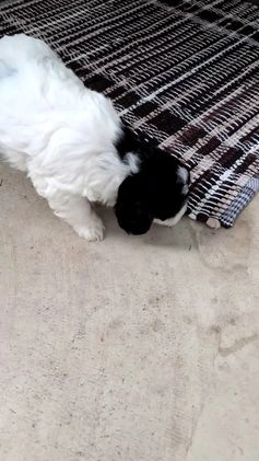 Mixed Breed dogs for sale: Alana - Video 1