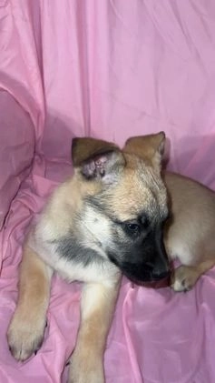 Mixed Breed dogs for sale: Boy 2 - Video 1