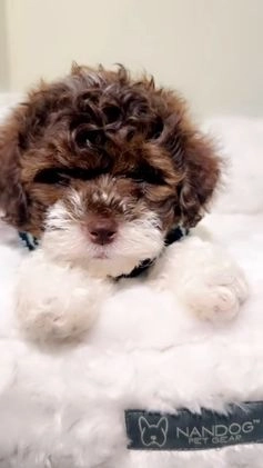 Shihpoo dogs for sale: Marley  - Video 1