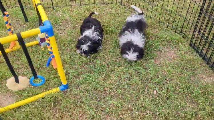Shih Tzu dogs for sale: Freckles AKC Imperial  Shih Tzu  - Video 3