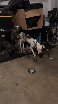 American Bulldog dogs for sale: American Bulldog Puppy 1 - Video 2