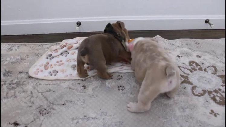 English Bulldog dogs for sale: Cash - Video 1