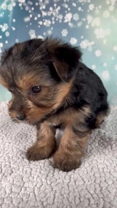 Morkie dogs for sale: Benji  - Video 1
