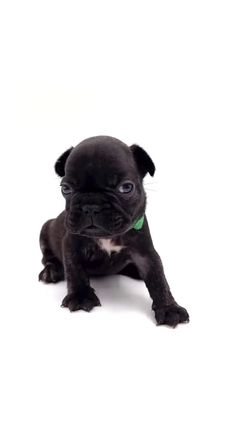 French Bulldog dogs for sale: French Bulldog Puppy 2 - Video 1