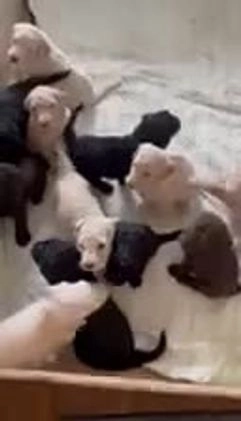 Goldendoodle dogs for sale: Molly - Video 1