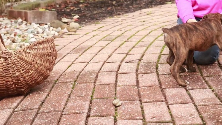 Boxer dogs for sale: Elsie - Video 6