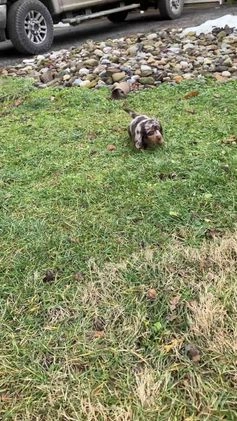 Miniature Dachshund dogs for sale: Bandit - Video 1