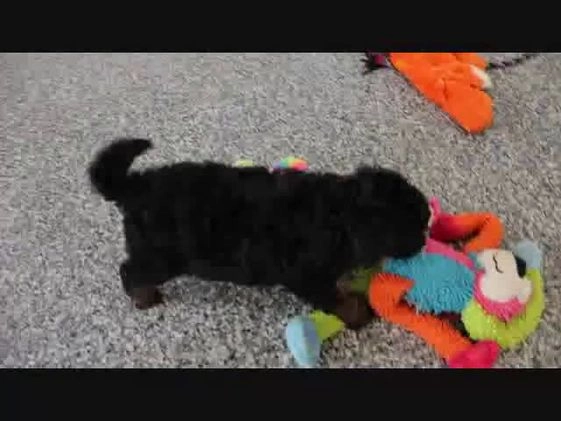 Mini Bernedoodle dogs for sale: Rudolph - Video 4