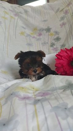 Yorkshire Terrier dogs for sale: Kisses - Video 1