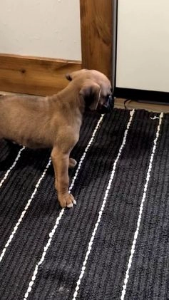 Boxer dogs for sale: Hunter - Video 1