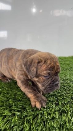 Olde English Bulldogge dogs for sale: Tilly - Video 1