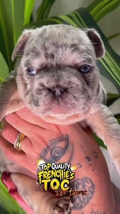 French Bulldog dogs for sale: TRIXIE - Video 2