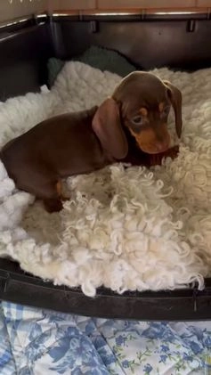 Miniature Dachshund dogs for sale: Teacup Chanel - Video 2