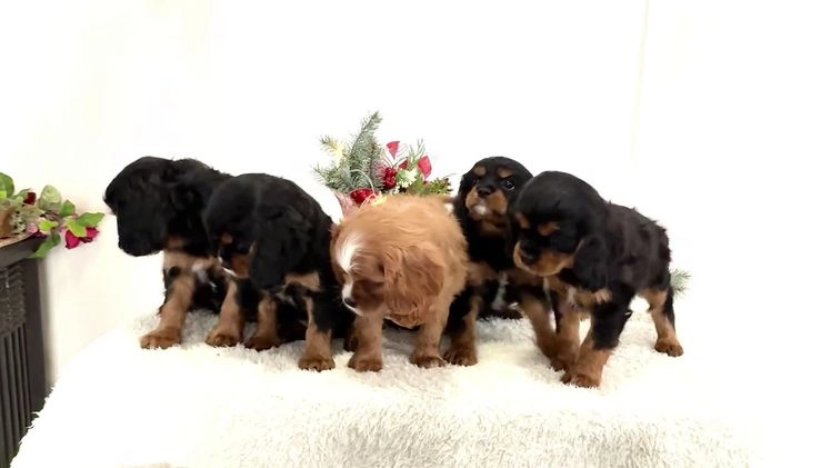 Cavalier King Charles Spaniel dogs for sale: Cocoa - Video 1