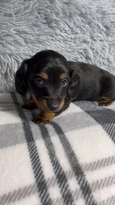 Dachshund dogs for sale: Little Barney  - Video 1