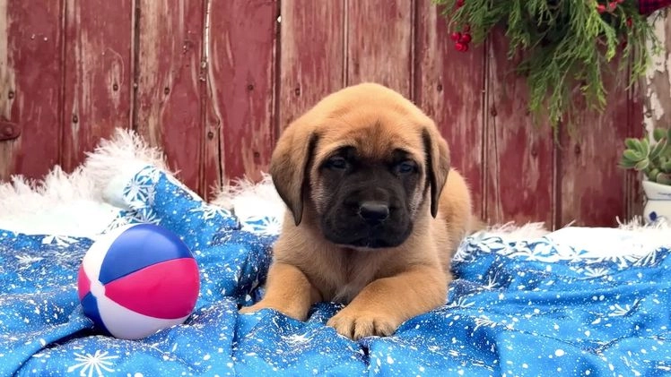 English Mastiff dogs for sale: Mr Putter - Video 1