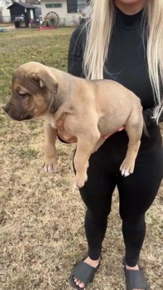 American Bully dogs for sale: Sabey  - Video 10