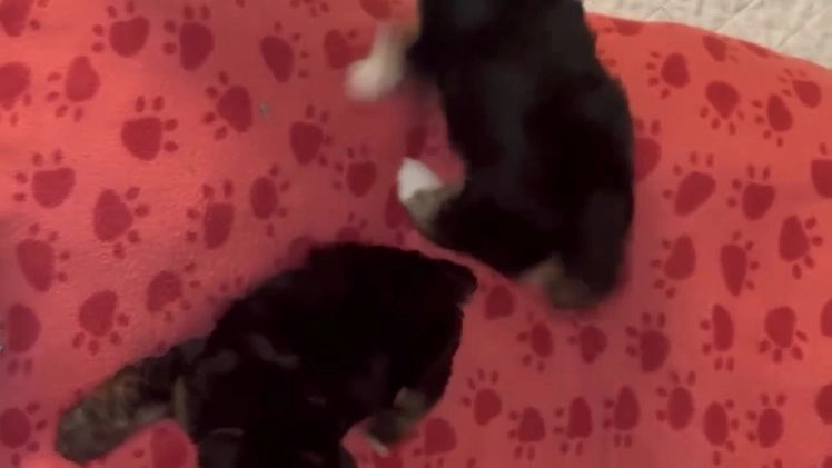 Mixed Breed dogs for sale: Mixed Breed Puppy 2 - Video 1