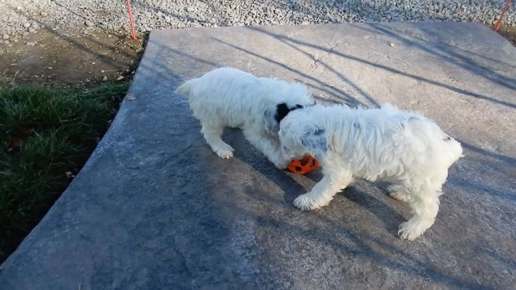Cockapoo dogs for sale: Angel - Video 1