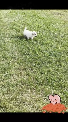Maltipoo dogs for sale: Cedar - Video 1