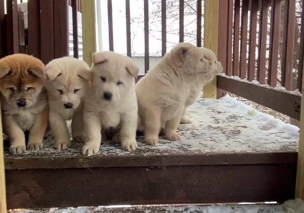 Mixed Breed dogs for sale: Chowsky - Video 1