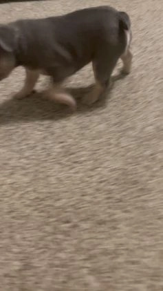 French Bulldog dogs for sale: French Bulldog Puppy 1 - Video 1