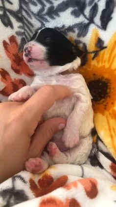 Mini Sheepadoodle dogs for sale: Black-Onyx - Video 1