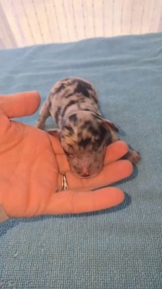 Mixed Breed dogs for sale: Merle - Video 1