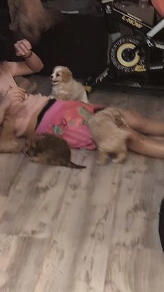 Mixed Breed dogs for sale: Mixed Breed Puppy 6 - Video 2