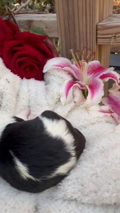 Goldendoodle dogs for sale: Cookie - Video 1