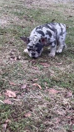 French Bulldog dogs for sale: Blue - Video 1