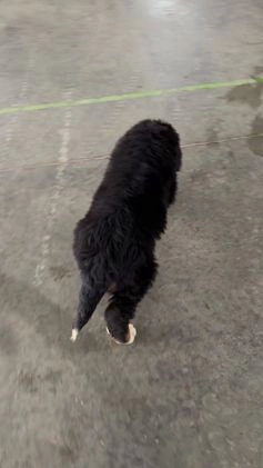 Bernese Mountain Dog dogs for sale: Cash - Video 1
