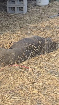 Cane Corso dogs for stud: Bubba - Video 1