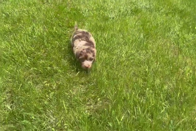 Yorkiepoo dogs for sale: Willy Wonka - Video 1