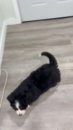 Bernese Mountain Dog dogs for sale: Rosie - Video 1