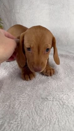 Miniature Dachshund dogs for sale: Stella - Video 1