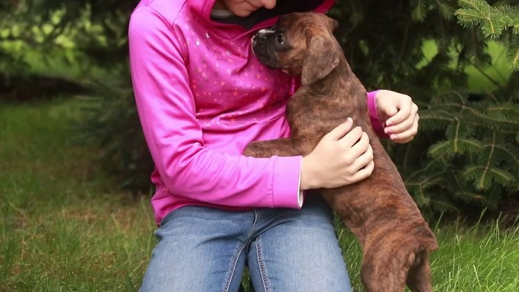 Boxer dogs for sale: Elsie - Video 7