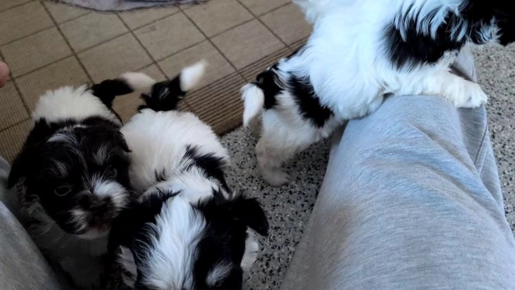 Havanese dogs for sale: Zya - Video 5