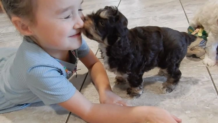 Cockapoo dogs for sale: Sparky - Video 1