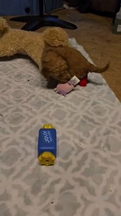 Mini Goldendoodle dogs for sale: Bella - Video 1