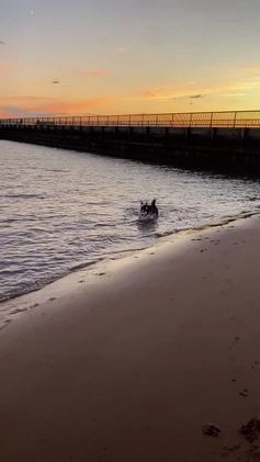 Pomsky dogs for sale: Snickers - Video 1