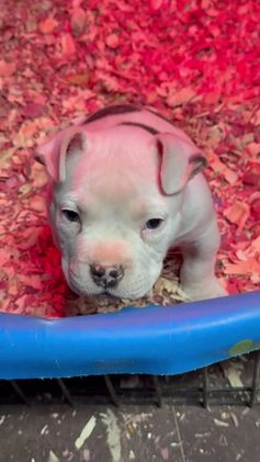 American Bully dogs for sale: COW PATCH BULLY  - Video 1