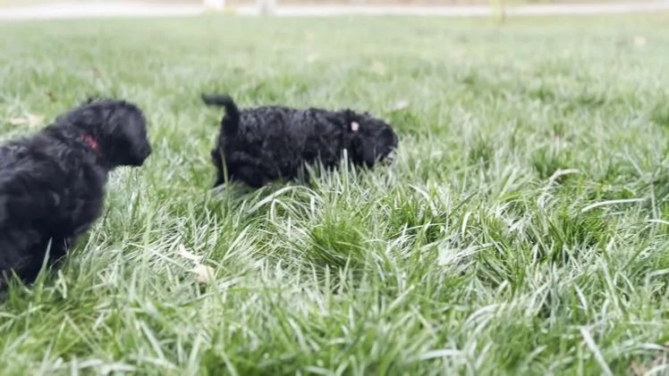 Cockapoo dogs for sale: Amber - Video 3