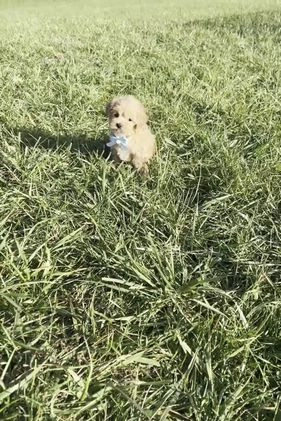 Maltipoo dogs for sale: Anita  - Video 1